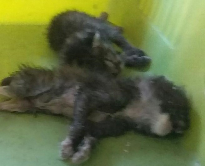 대구유기동물보호협회_427344202300311